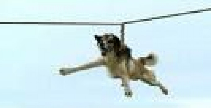 CANI E GATTI:ESCHE PER GLI SQUALI