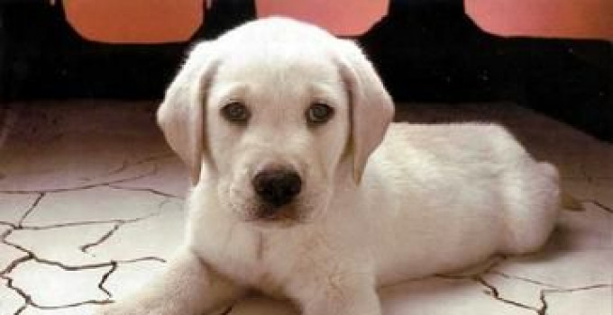DIARIO DI UN CANE