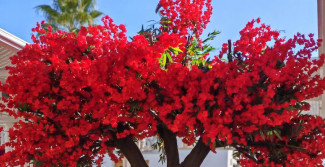 A Sharm nasce Shagara, radici egiziane, anima italiana
