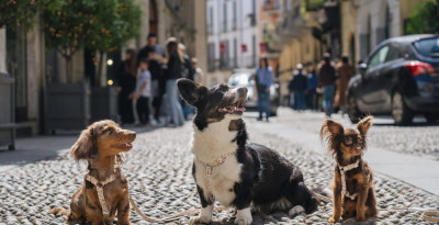 Domenica 17 maggio ai Giardini Indro Montanelli, cuccioli in festa per la quarta edizione della “Pet Flower Parade”